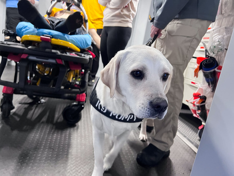 A white dog wearing a harness that reads KP Poppy on the front faces the camera, look off to the right. Behind the dog is medical equipment. The legs of two people can also be seen. 