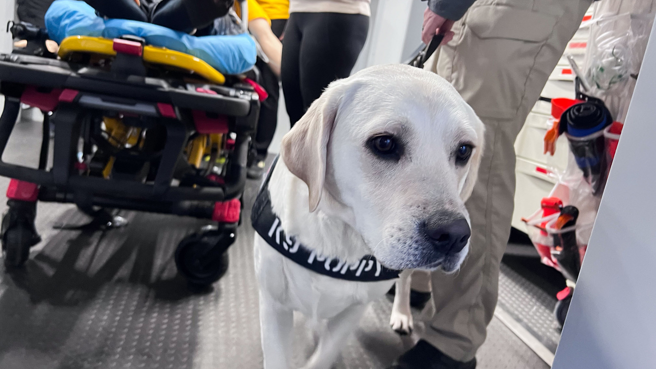 A white dog wearing a harness that reads KP Poppy on the front faces the camera, look off to the right. Behind the dog is medical equipment. The legs of two people can also be seen. 